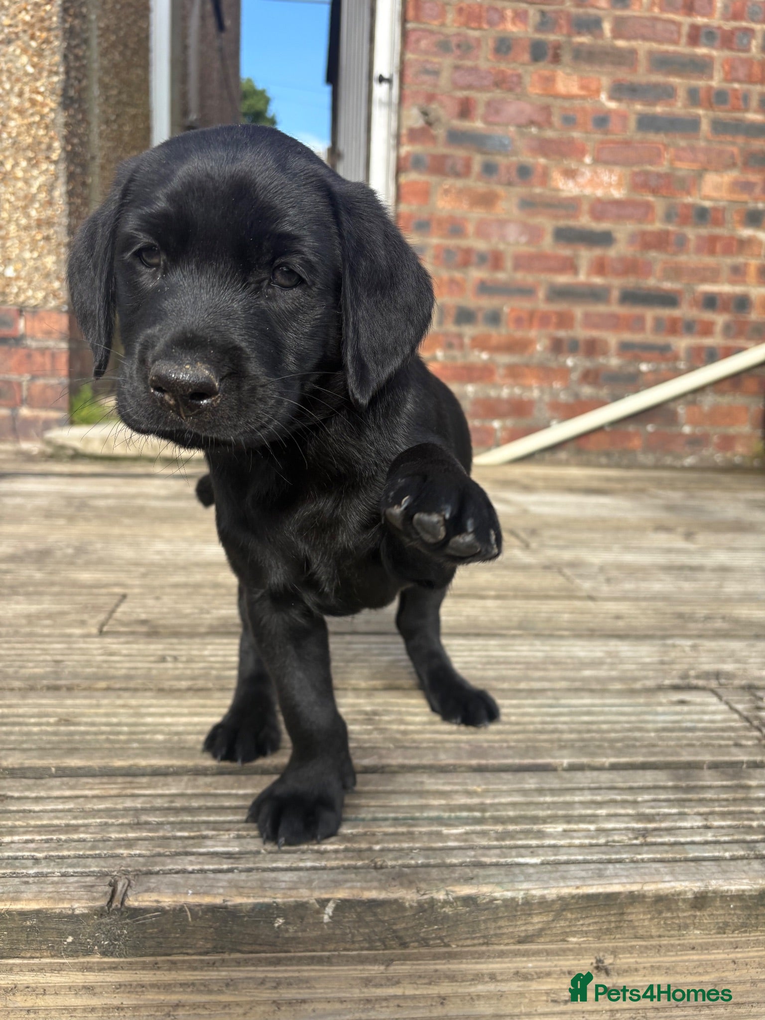 Labrador Retriever dogs Gorgeous English Labradors * 1 boy available*  - Advert 4
