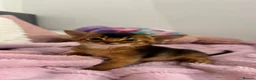 Abyssinian cats for sale: TICA Abyssinian kittens  - Advert 7