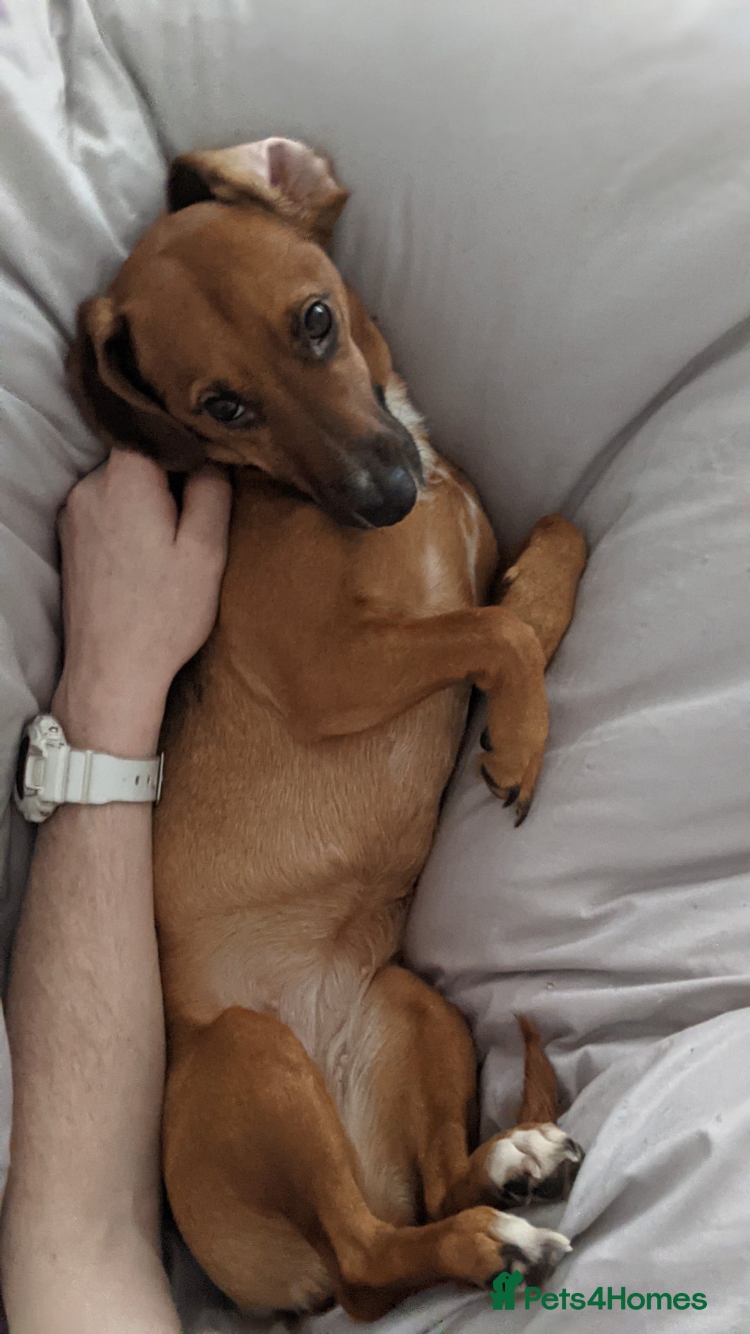 Mixed Breed dogs for sale: Cockerjack 3 years old  - Image 6