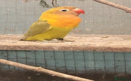 Lovebirds birds for sale: 2025 Bred Masked Lovebirds - Image 4