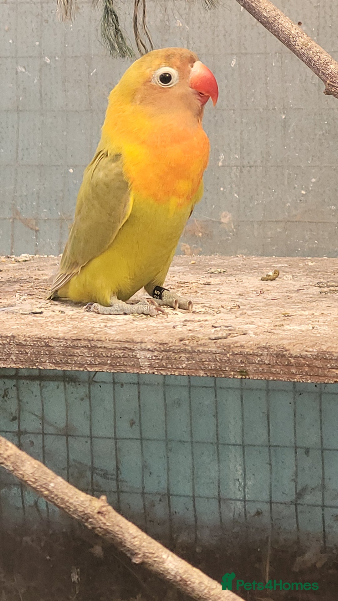 Lovebirds birds for sale: 2025 Bred Masked Lovebirds - Image 4
