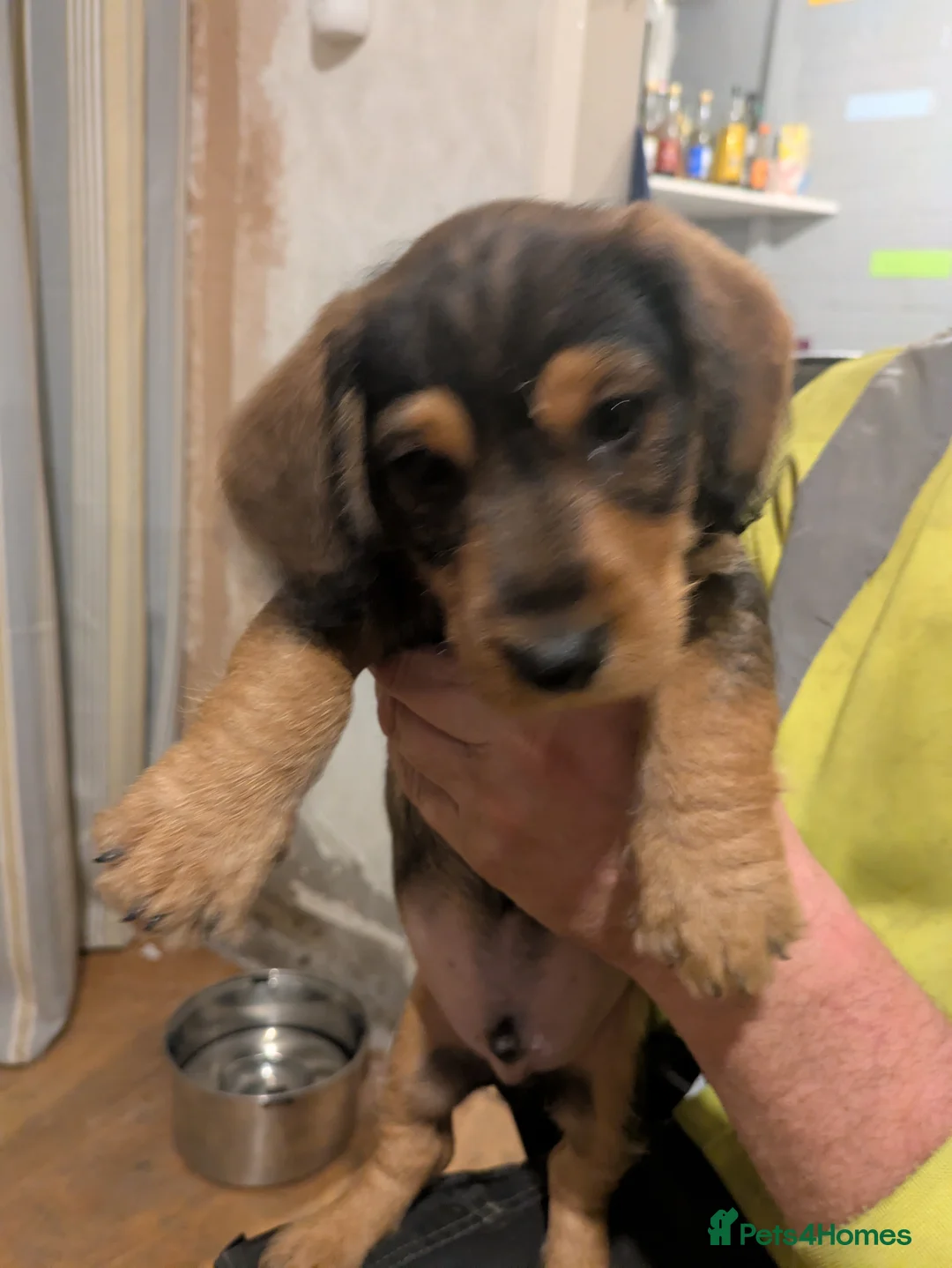 Dachshund dogs for sale: Wire Haired dachunds - Advert 14