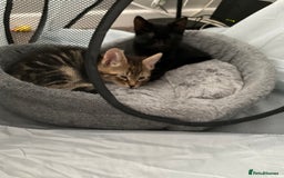 Mixed Breed cats for sale: Mixed breed cats  - Advert 4