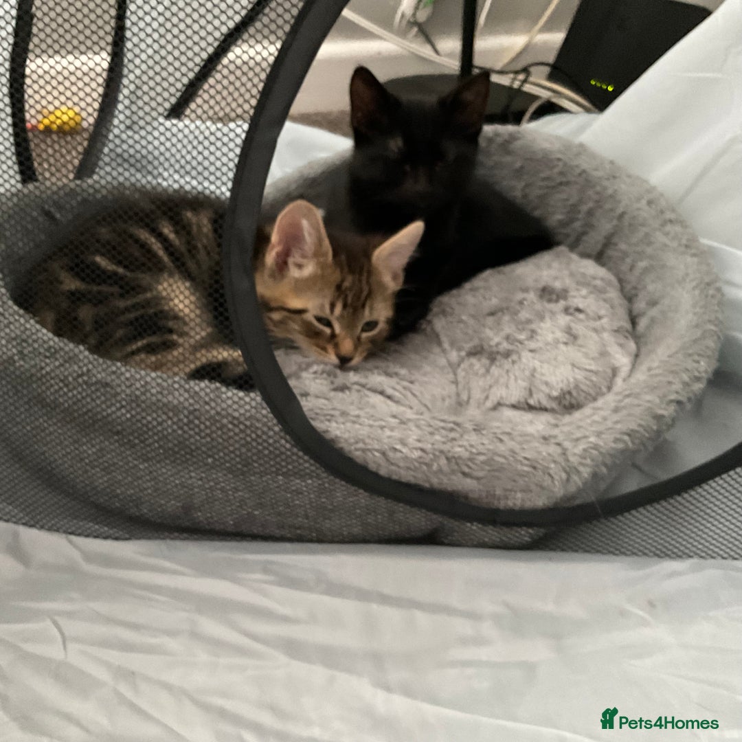 Mixed Breed cats for sale: Mixed breed cats  - Advert 4