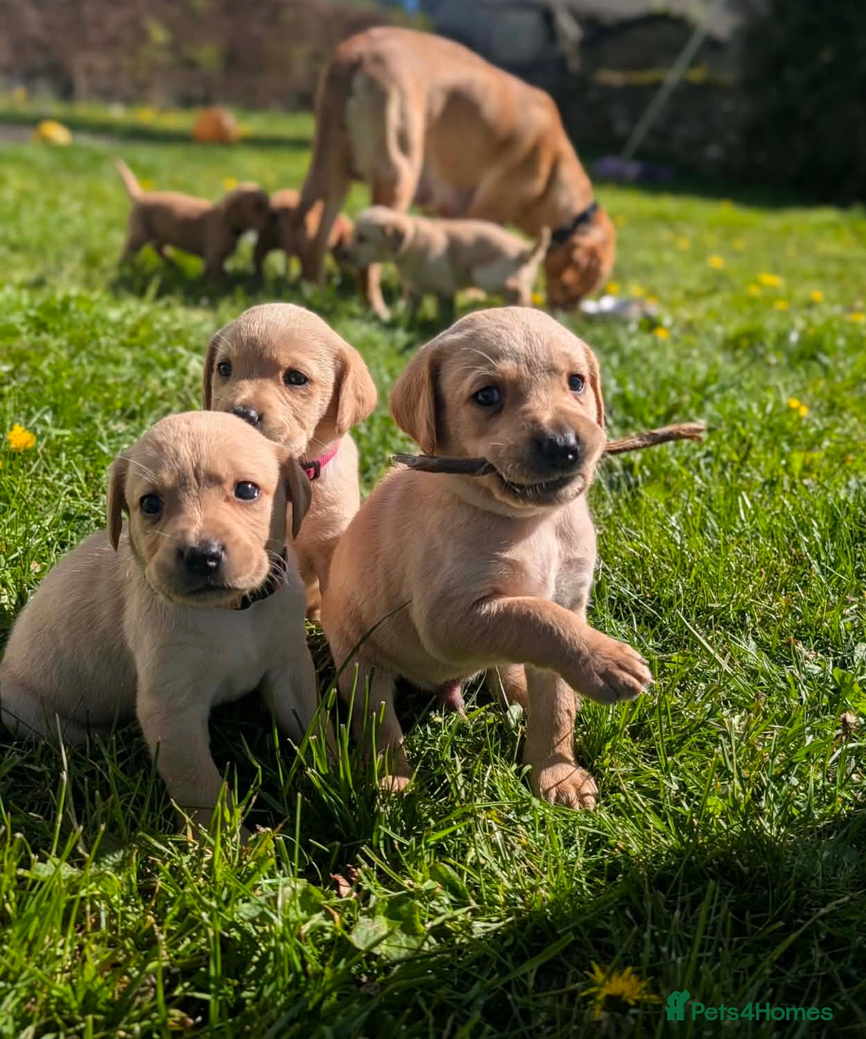 Labrador Retriever dogs *READY TO LEAVE* Beautiful labrador puppies  - Advert 1