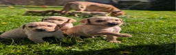 Labrador Retriever dogs for sale: Beautiful yellow labrador puppies  - Advert 1
