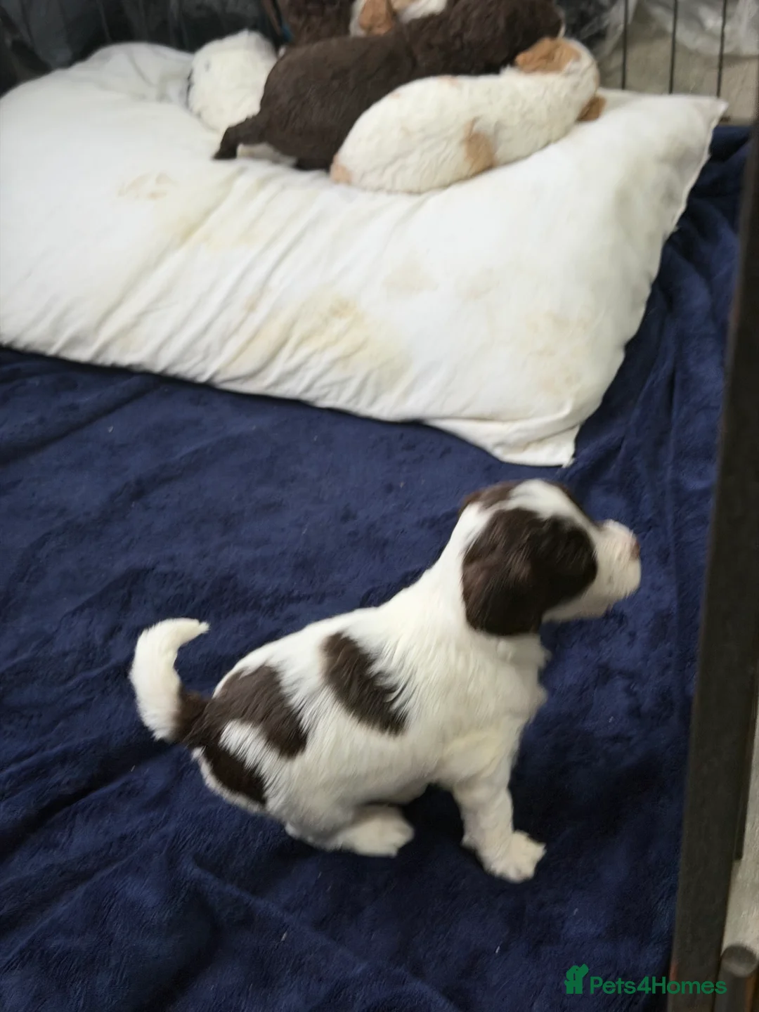 Cockapoo dogs for sale: Cokerpoos family bred beautiful coulors  - Advert 15