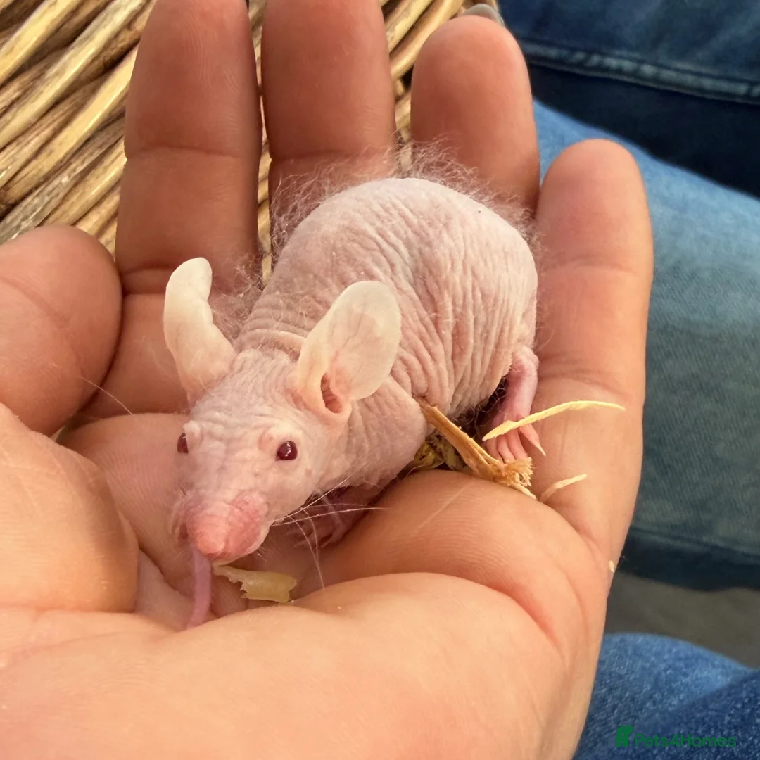Mouse rodents for sale: Double Rex Fuzzy Naked Mice - Advert 1