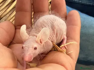 Mouse rodents Double Rex Fuzzy Naked Mice - Advert 11