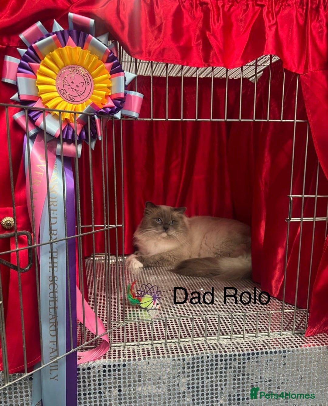 Ragdoll cats for sale: Last mitted Ragdoll girl available - Advert 12