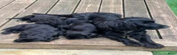 Cocker Spaniel dogs for sale: Cocker Spaniel Puppies – 2 Available in Birmingham - Advert 2