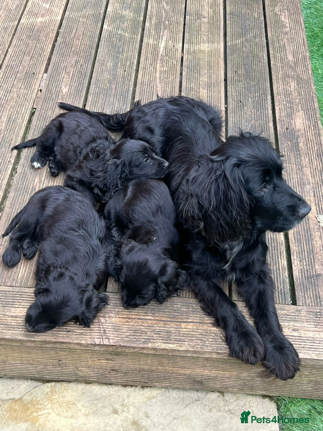 Cocker Spaniel dogs for sale: Cocker Spaniel Puppies – 2 Available in Birmingham - Advert 2