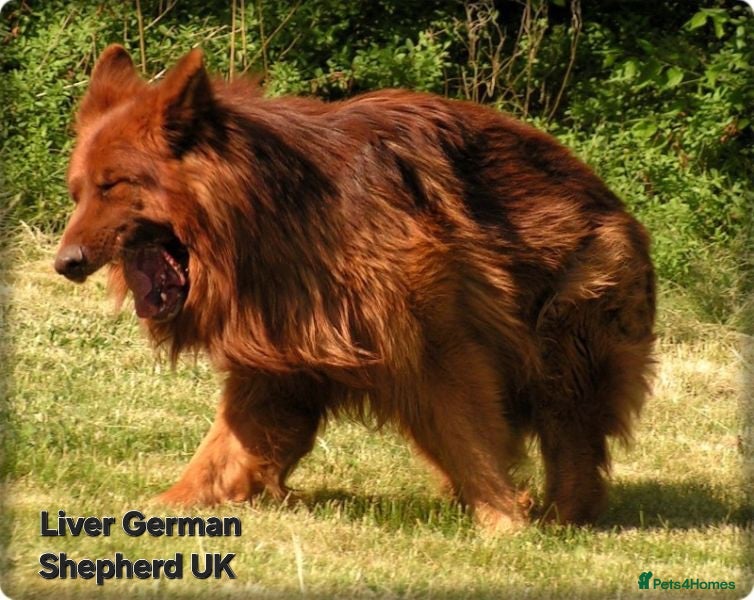 German Shepherd dogs Liver German Shepherd puppies  - Advert 1