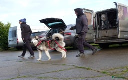Alaskan Malamute dogs for stud: Alaskan Malamute Stud PROVEN in Darwen - Image 3