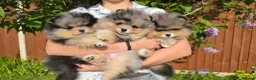 Pomeranian dogs for sale: Stunning Rare Merle Pomeranian - Advert 6