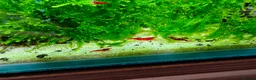 Shrimps fish for sale: Red Cherry Shrimp Good Quality x10 - Advert 6