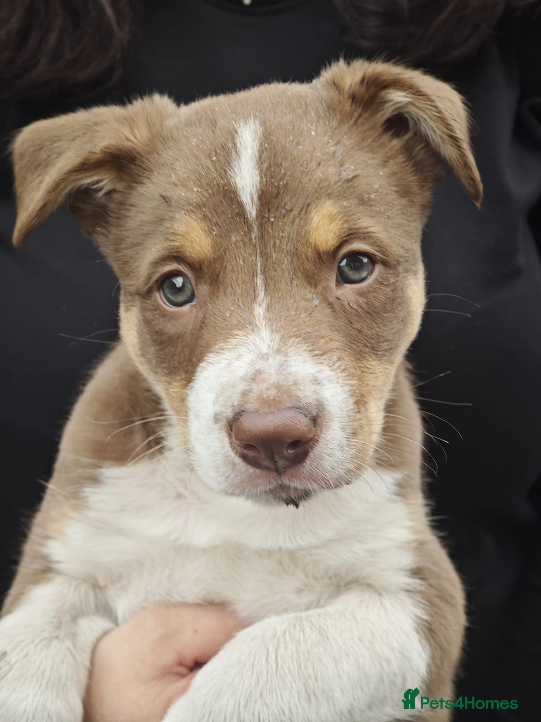Border Collie dogs for sale: KC registered Border collie boy - Image 2