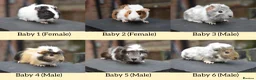 Guinea Pig rodents for sale: Baby Guinea Pigs Looking For New Homes - Advert 1