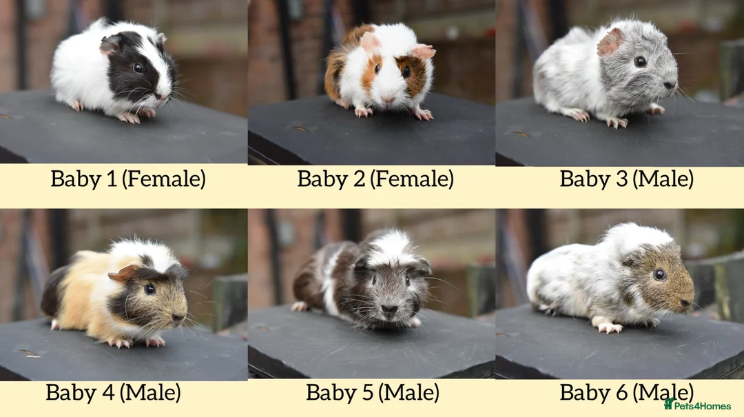 Guinea Pig rodents for sale: Baby Guinea Pigs Looking For New Homes - Advert 1