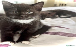 Mixed Breed cats for sale: Delightful mix-breed Siamese-black tabby-kittens - Image 10