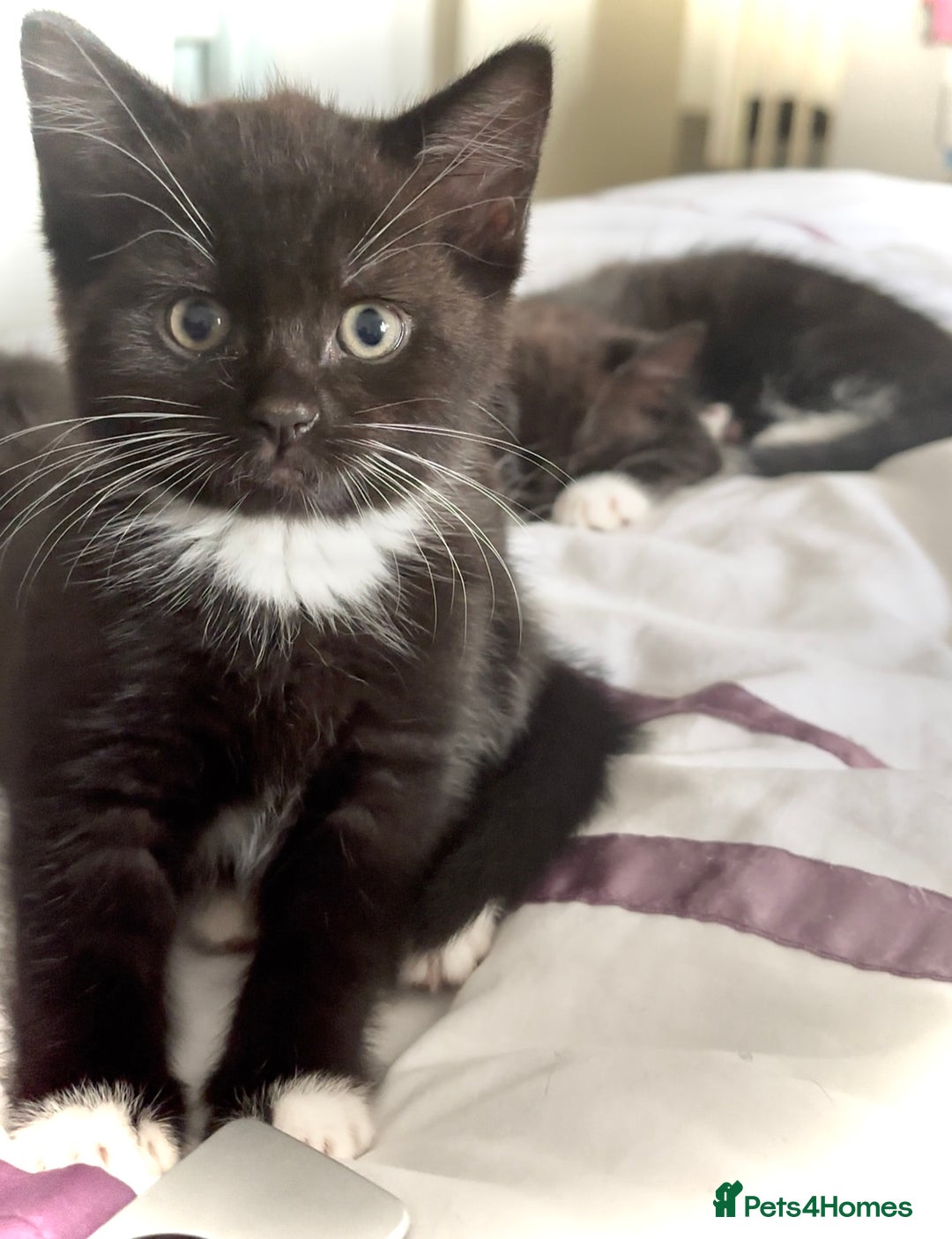 Mixed Breed cats for sale: Delightful mix-breed Siamese-black tabby-kittens - Image 10