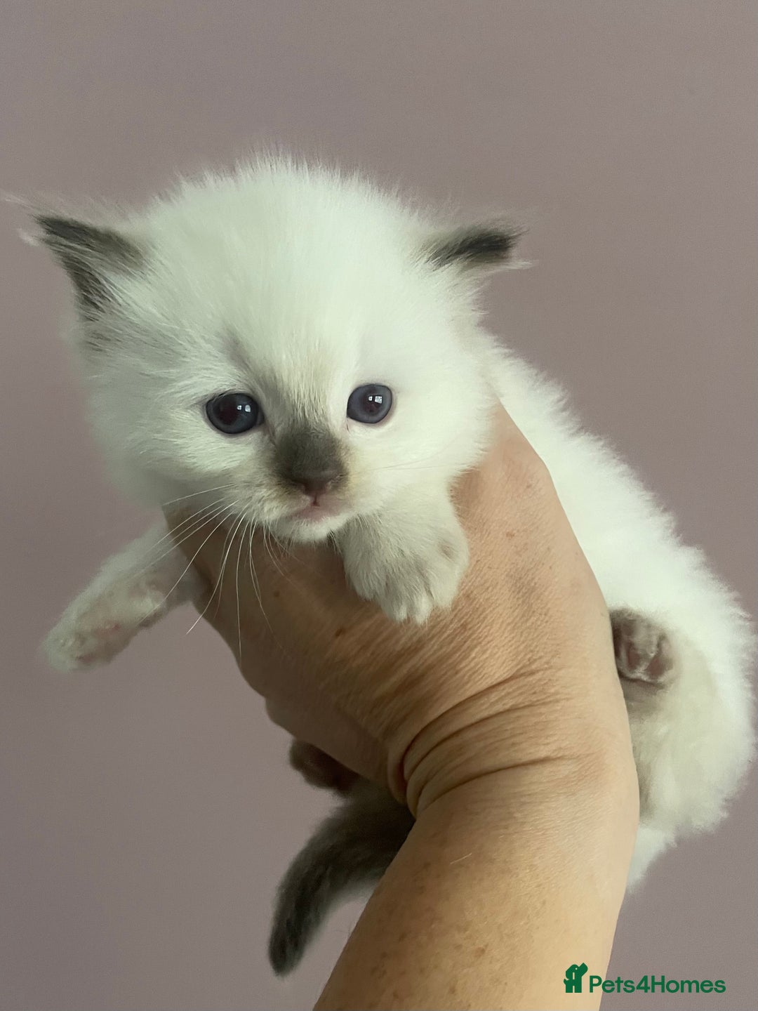 Ragdoll cats for sale: GCCF Blue Colour Point Ragdoll Kittens - Image 4