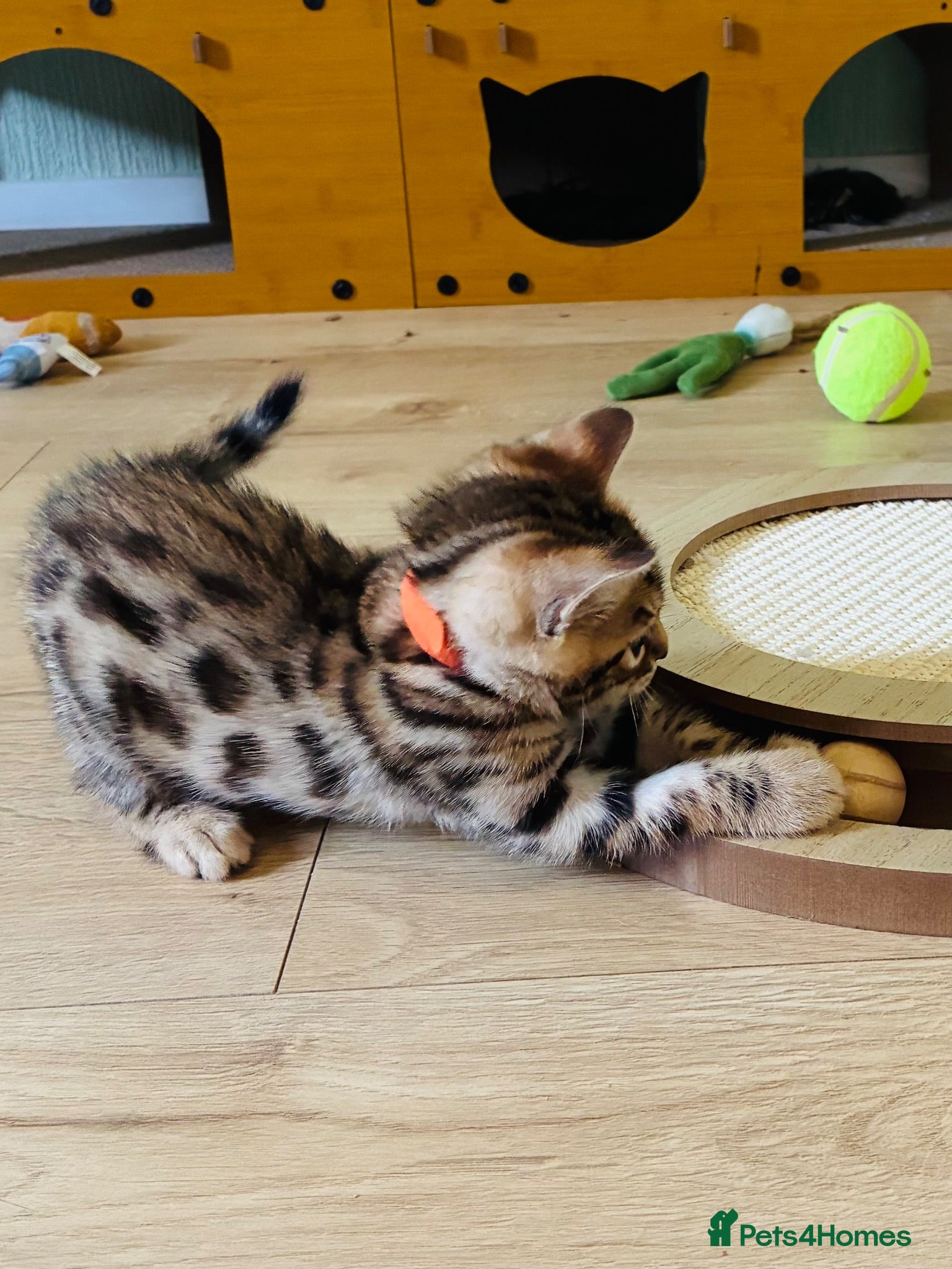 Bengal cats FINAL KITTEN!! Beautiful Bengal kittens .  - Advert 2