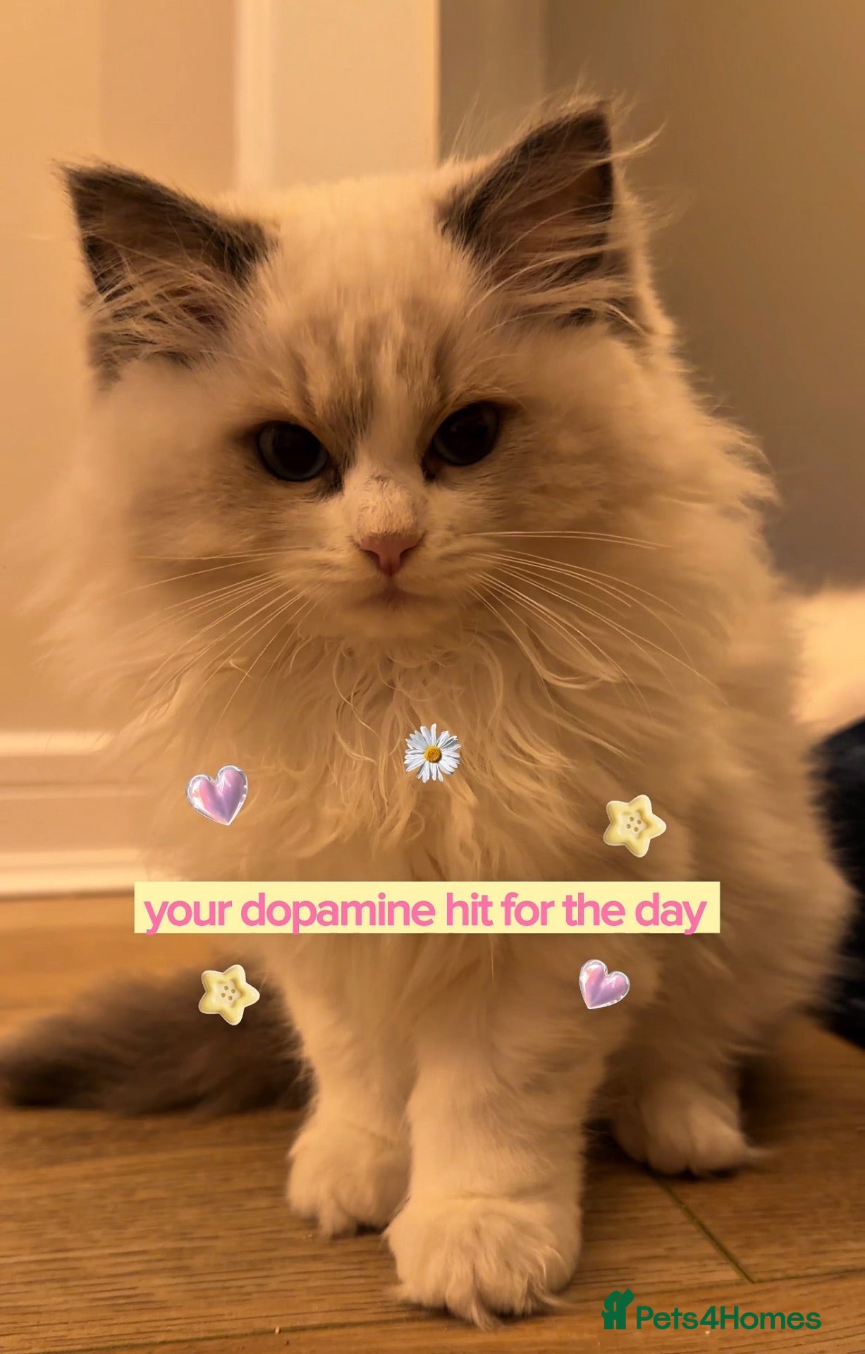 Ragdoll cats 🏆 RAGDOLL KITTENS SHOW QUALITY 🏆 - Advert 2