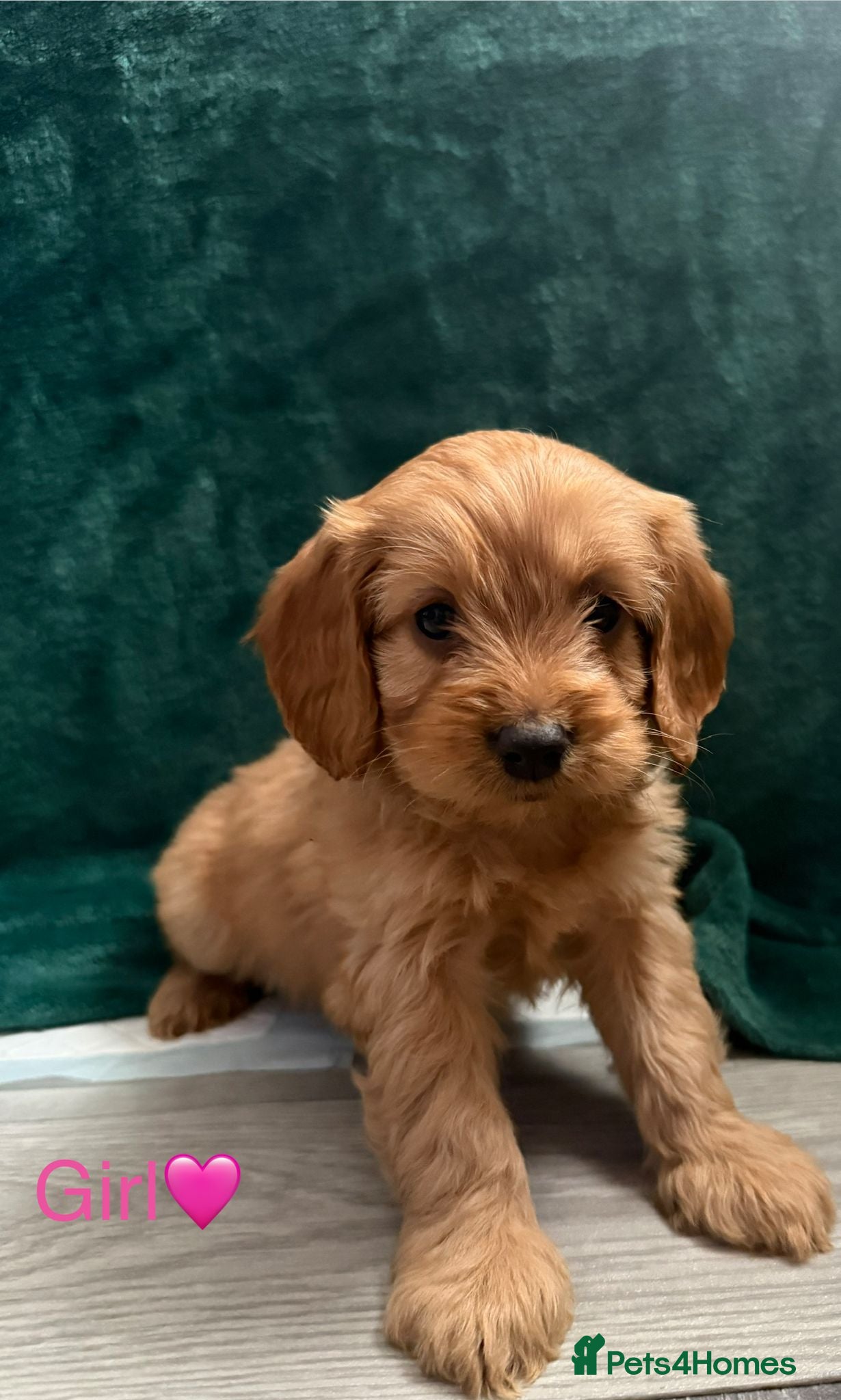 Cockapoo dogs Adorable puppies - Advert 2