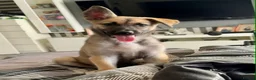 Shepsky dogs for sale: Shepsky for new home in Newcastle upon Tyne - Advert 4
