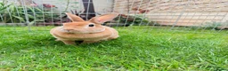 Rex rabbits for sale: Beautiful Orange Mini Rex doe - Advert 3