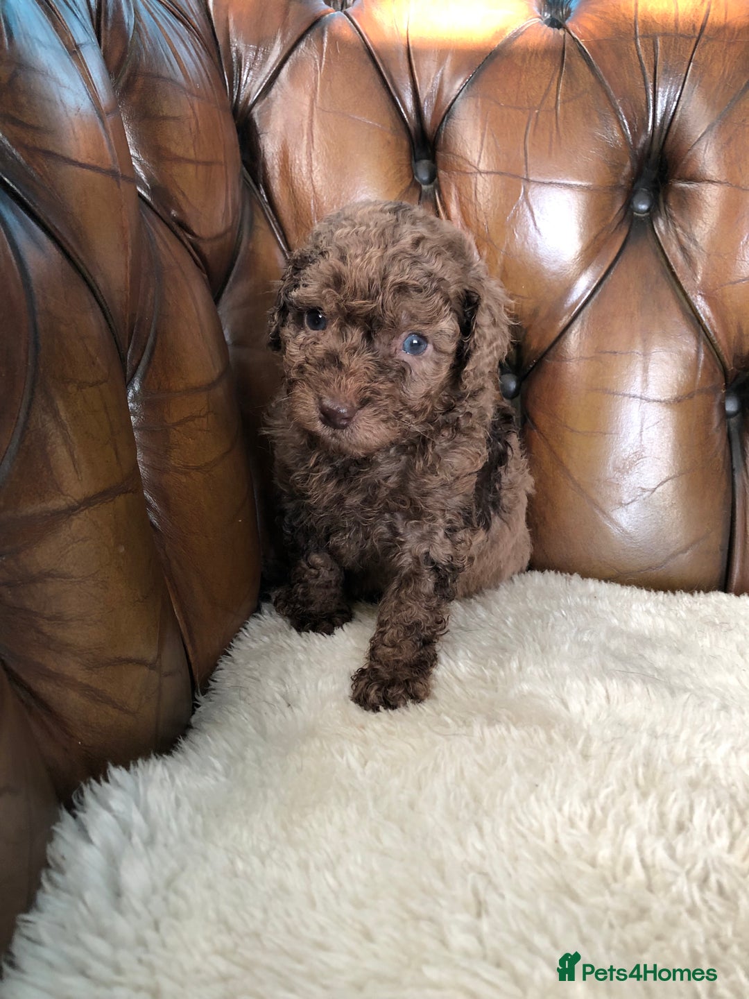 Labradoodle dogs for sale: Miniature Curly-Coated Teddybear Labradoodles  - Advert 19