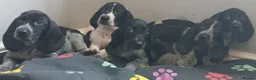 Mixed Breed dogs for sale: KC Basset Hound x KC German Shorthaired Pointer  - Advert 38