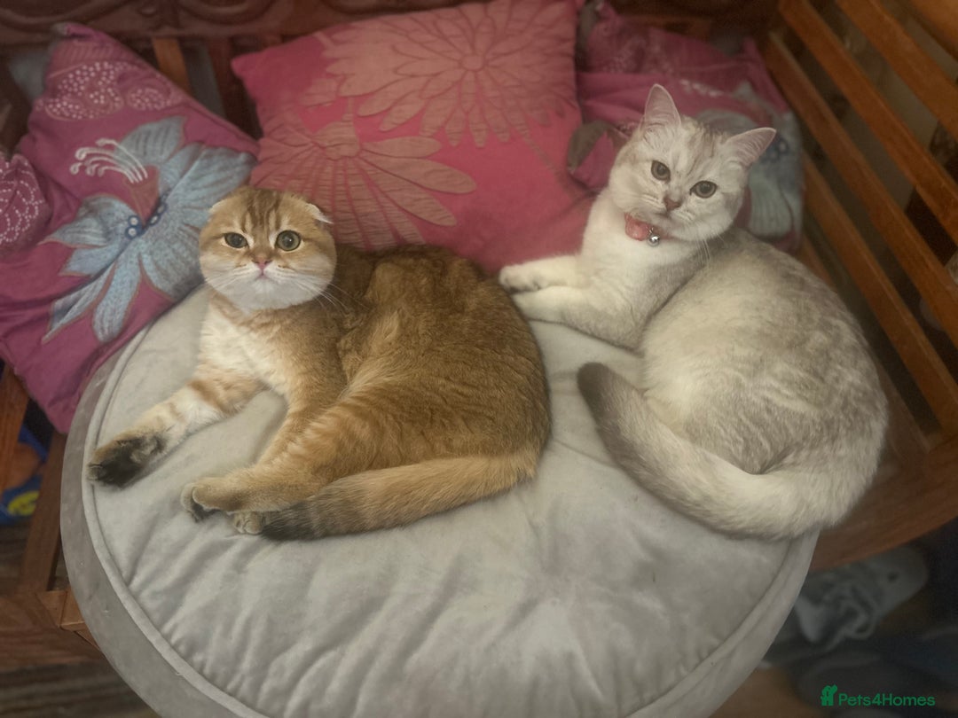 Scottish Fold cats for sale: Beautiful Scottish fold baby’s  in Reading - Image 12