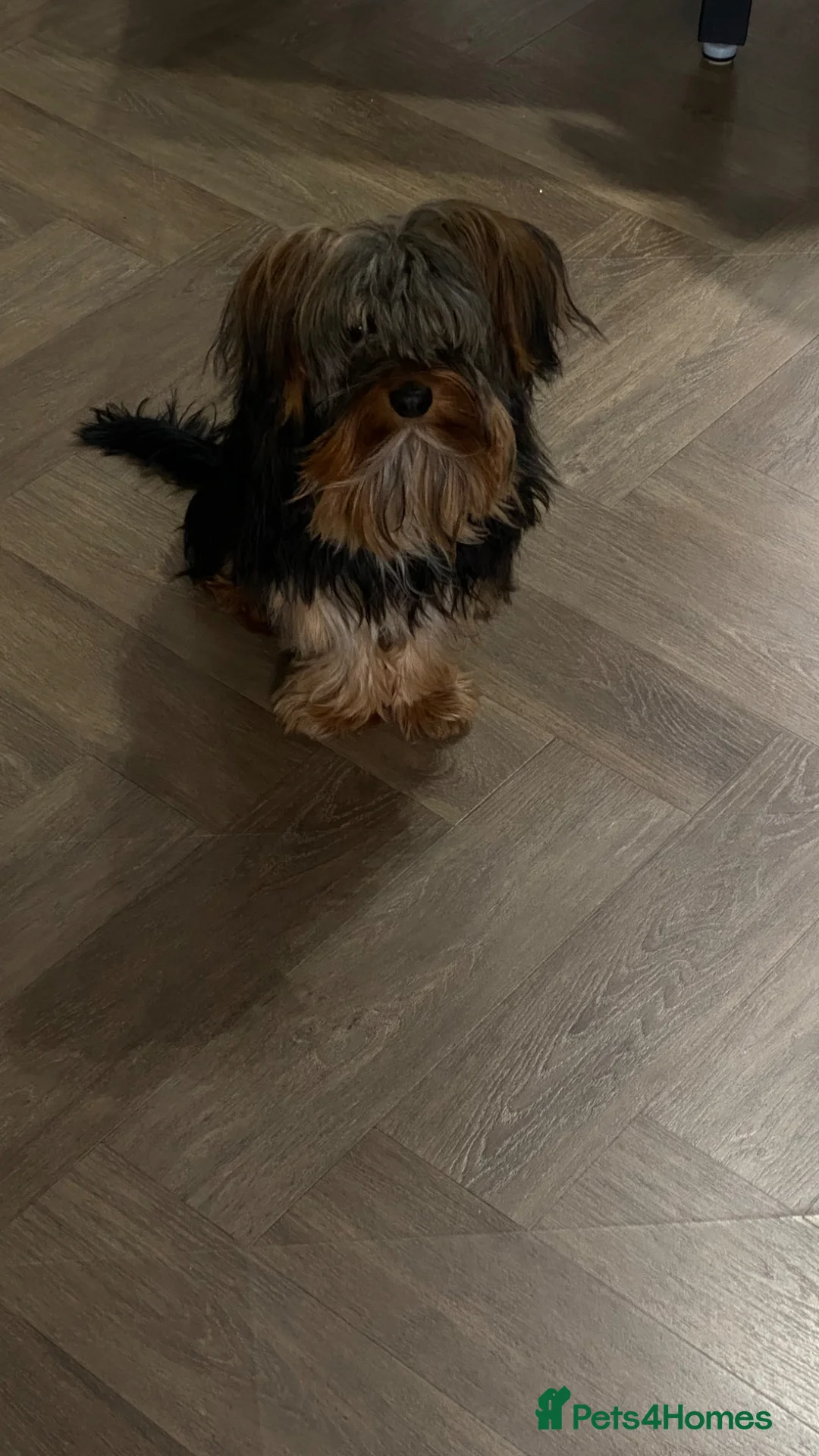 Yorkshire Terrier dogs for stud: Teddy  - Advert 2