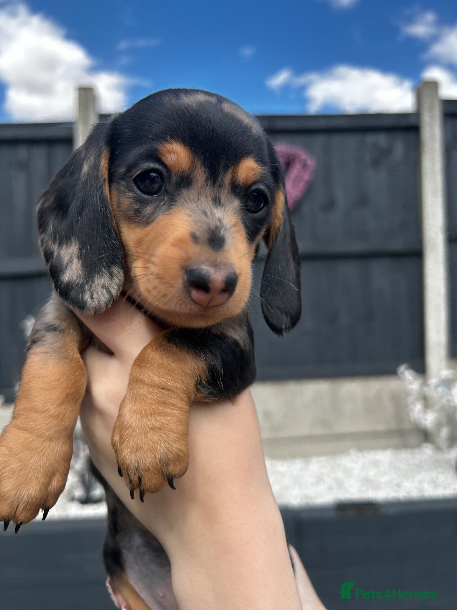 Miniature Dachshund dogs Miniature dachshund puppies (only girls left) 🩷 - Advert 15
