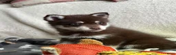 Pomsky dogs for sale: Just 3 pups left- 2 girls and 1 boy, F4 Pomskys - Advert 28