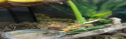 Gecko reptiles for sale: Baby Crested Geckos (Pinstripes & Red Harliquin) - Advert 11