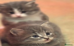 Mixed Breed cats for sale: 5 lovely kittens for sale  - Image 14