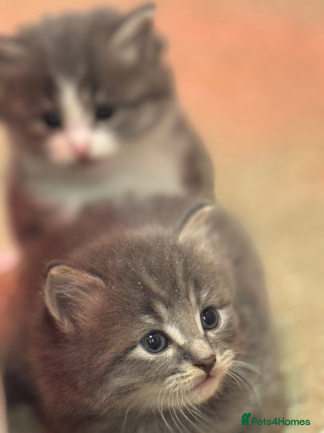 Mixed Breed cats for sale: 5 lovely kittens for sale  - Image 14