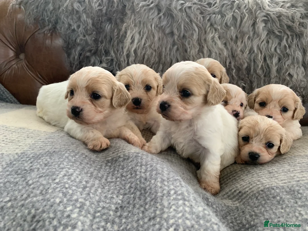 Cavachon dogs for sale: Beautiful F1 Cavachon Puppies - Advert 1