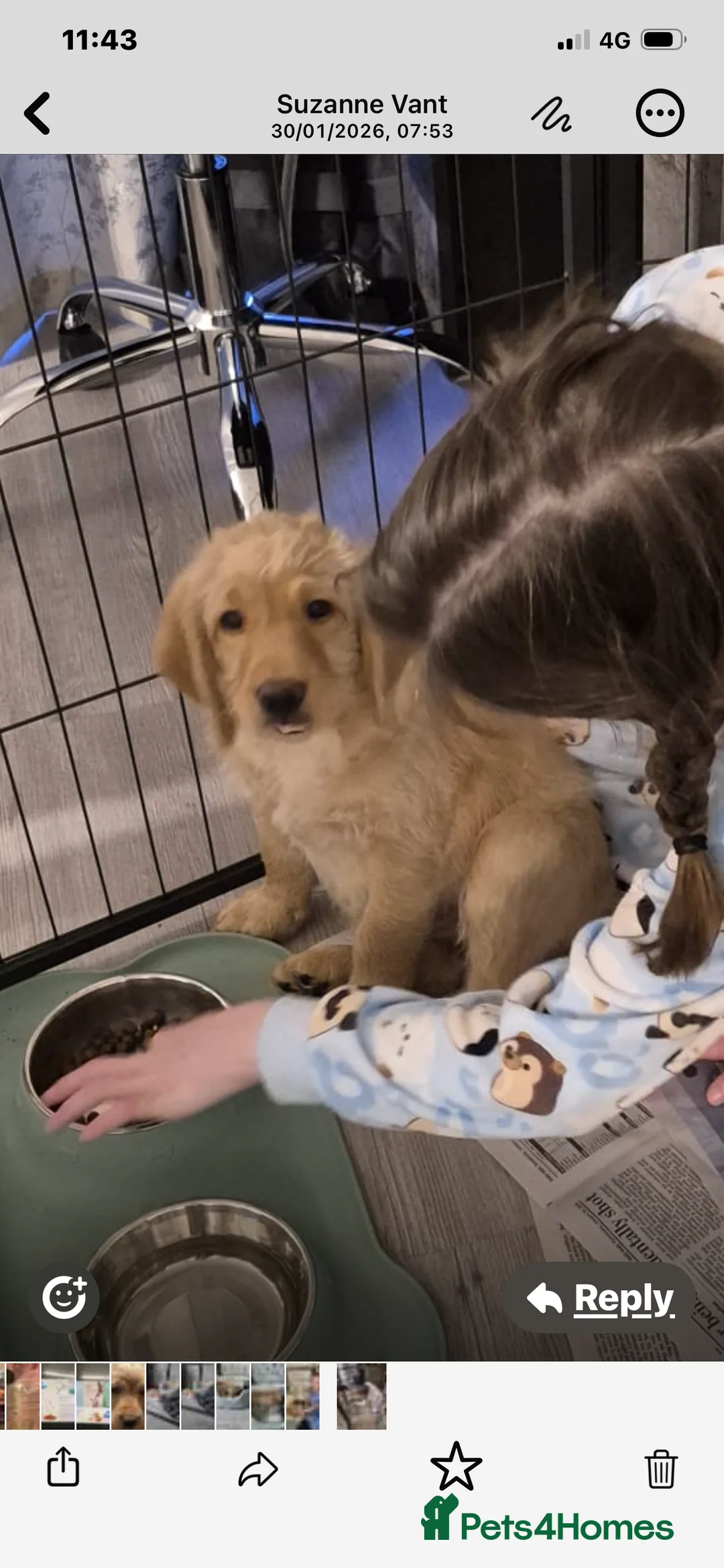 Labradoodle dogs for sale: F1 Red Miniature Labradoodles  - Advert 4