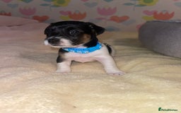 Jack Russell dogs for sale: Stunning Jack Russell puppies - Image 7