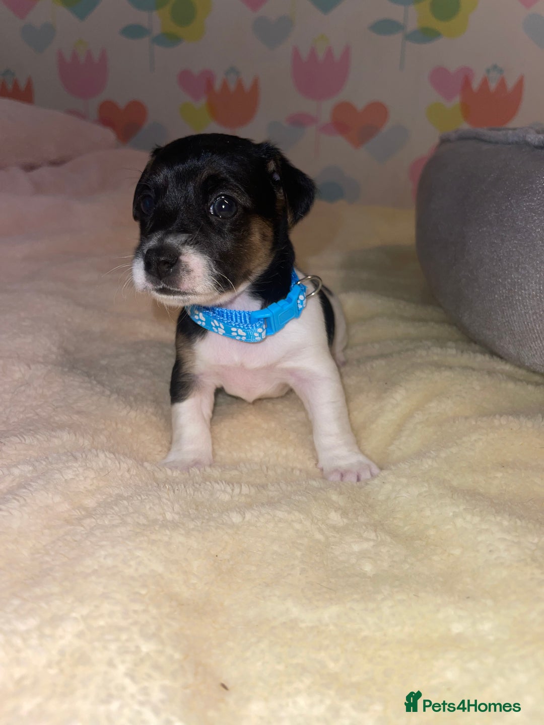 Jack Russell dogs for sale: Stunning Jack Russell puppies - Image 7