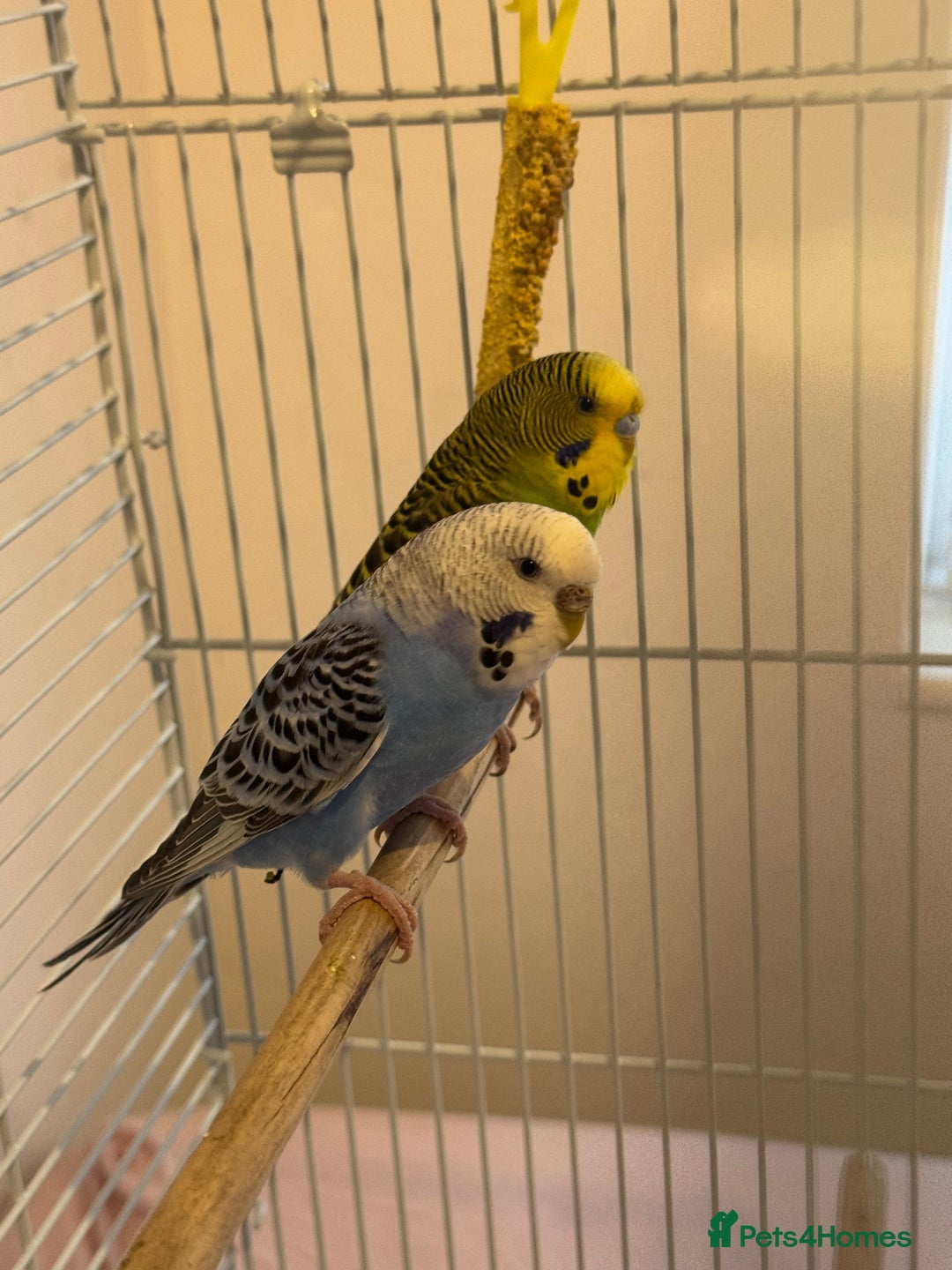Budgerigars birds for sale: Budgies  - Advert 3