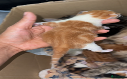 Norwegian Forest Cat cats for sale: Kittens for sale  - Image 11
