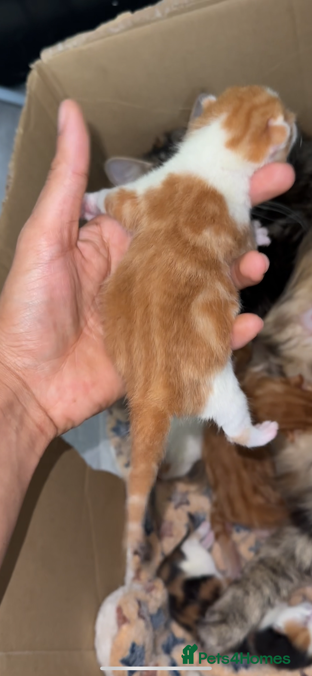 Norwegian Forest Cat cats for sale: Kittens for sale  - Image 11