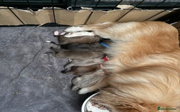 Mixed Breed dogs for sale: Pomeranian x Dachshund puppies available! - Image 2