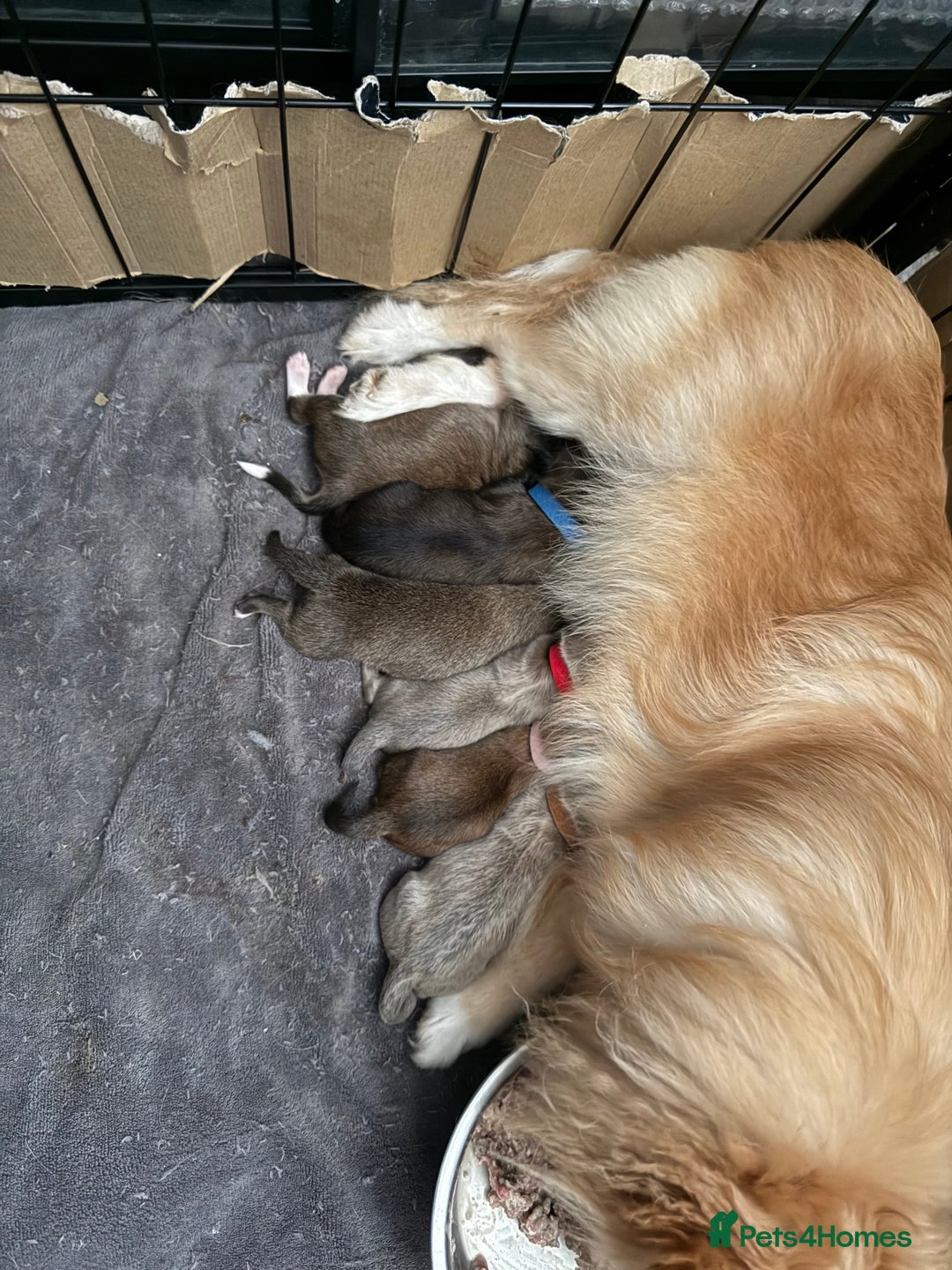 Mixed Breed dogs for sale: Pomeranian x Dachshund puppies available! - Image 2