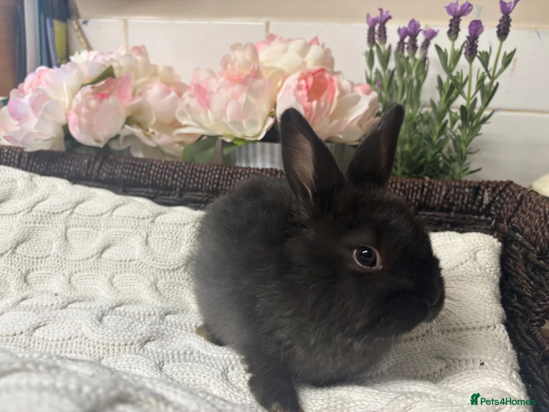 Mixed Breed rabbits for sale: Sallander x lop buck ready to leave now  - Advert 2
